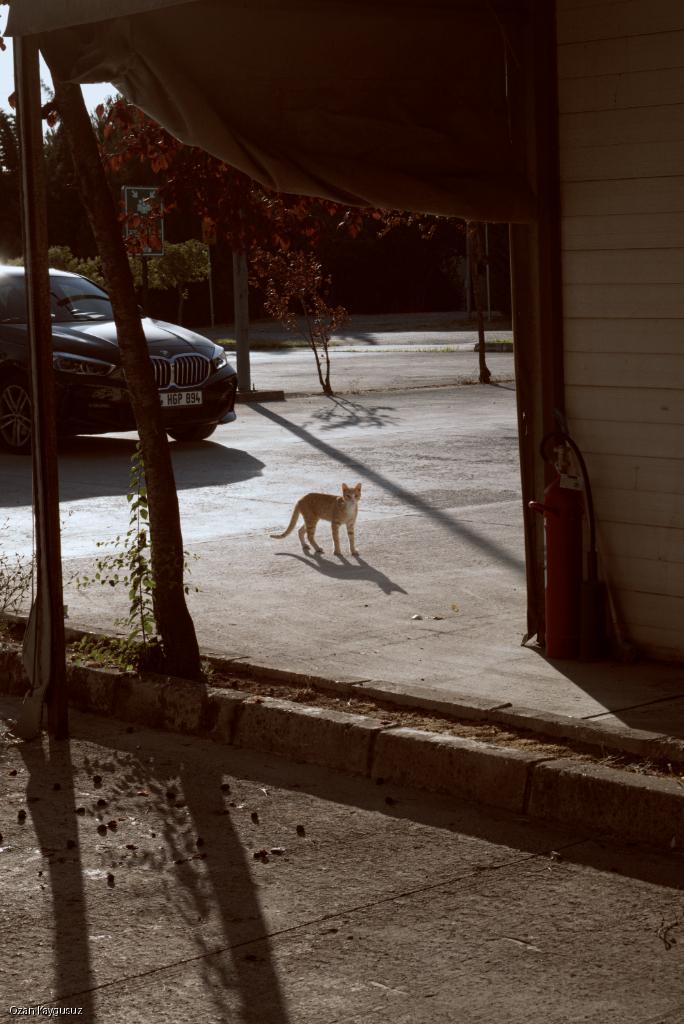 Street Encounter