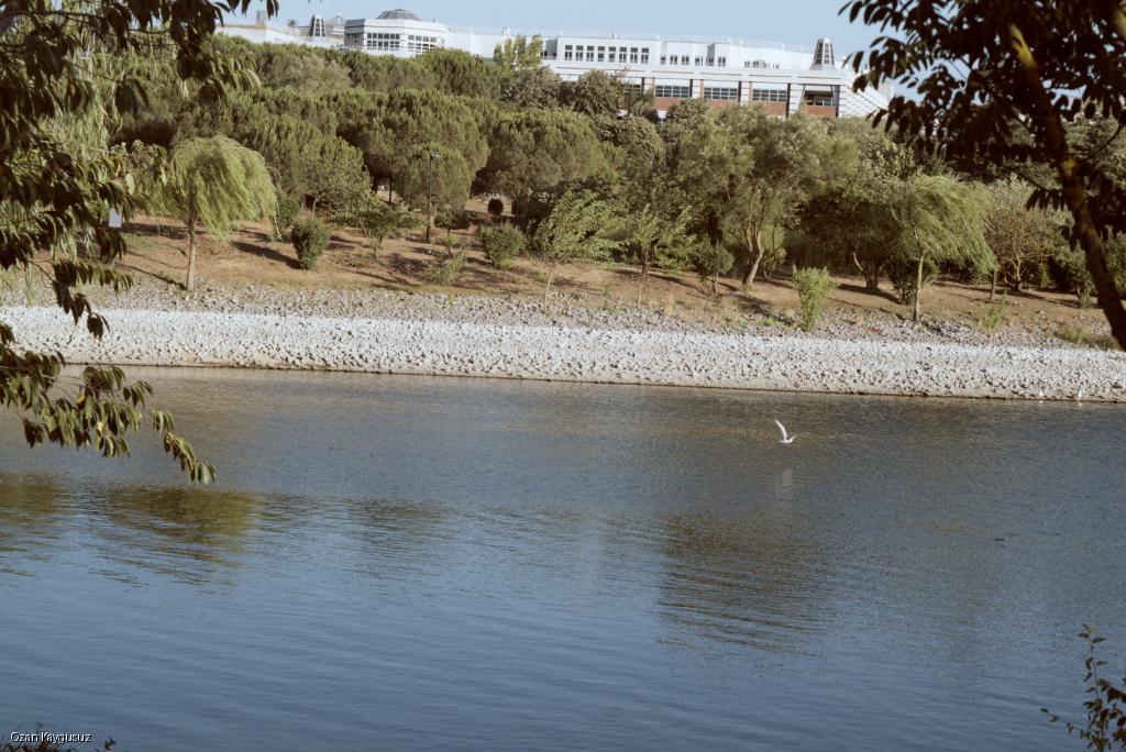 The Lake Side