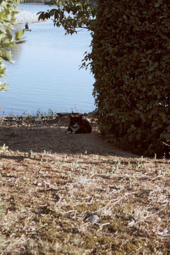 The Lake Side Cat