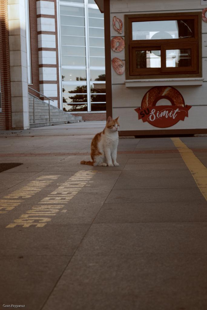 Street Scene